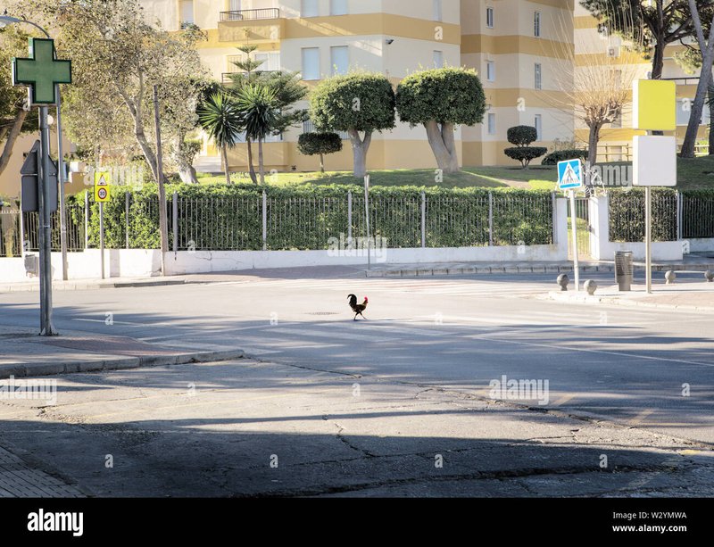 Descubre el Fuego en el Camino del Pollo en Todas las Mesas de España in Spain
